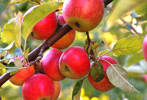 Pommes sur une branche