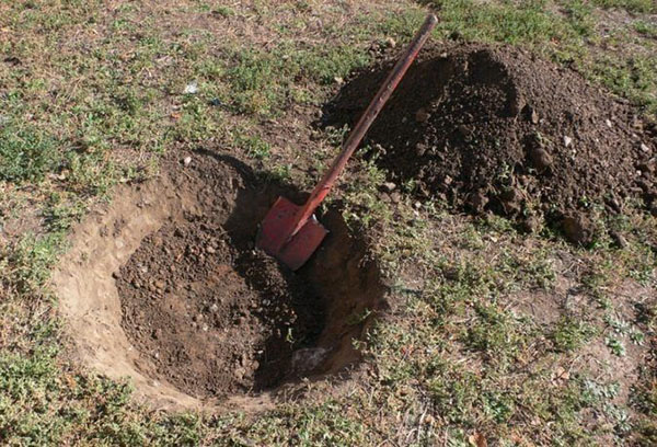 Préparer la fosse pour la plantation