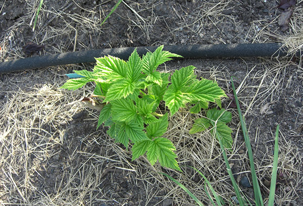 Jeune plant de framboise