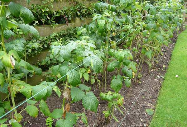 Jeune framboise