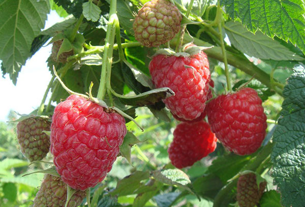 Framboises