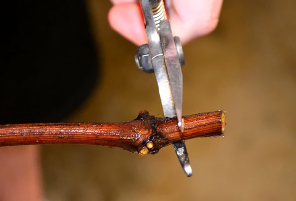 Récolte de boutures de raisin