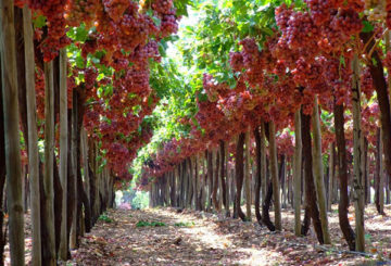 Raisins en fruits