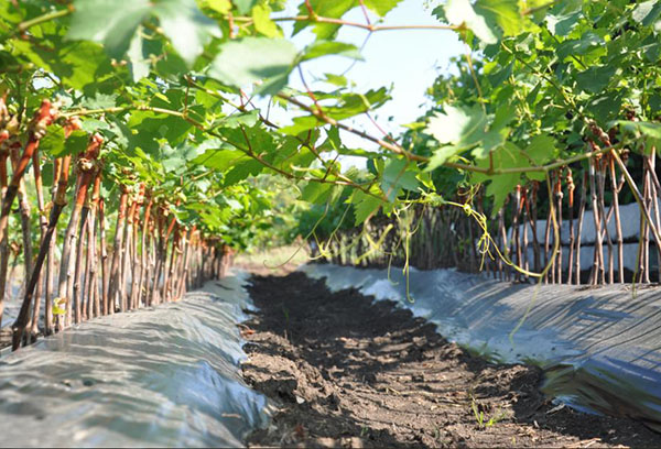 Les plants de raisin dans la pépinière