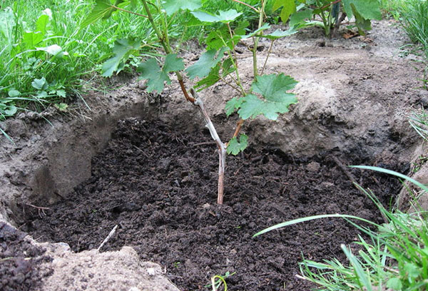 Planter des vignes