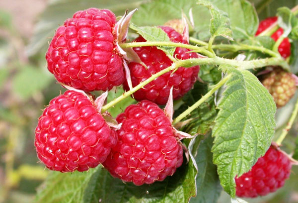 Framboises Remontantes