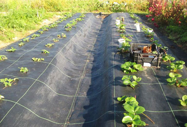 Planter des fraises sur du tissu