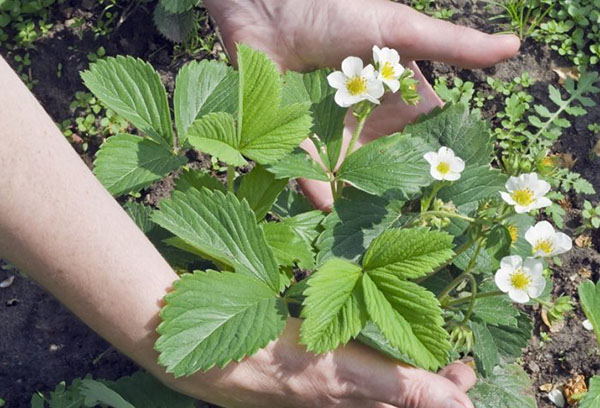 Fraise en fleurs