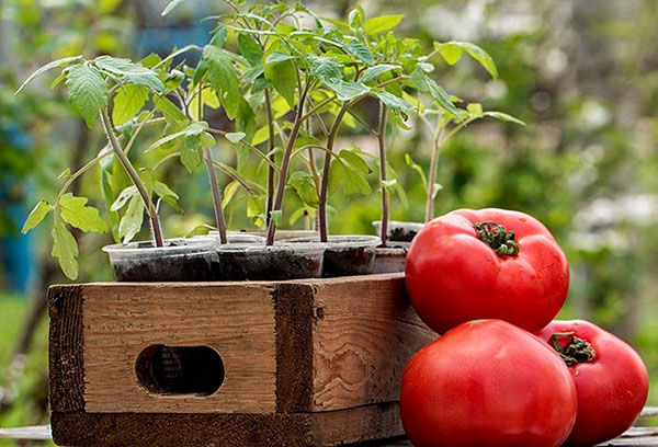 Semis de tomates