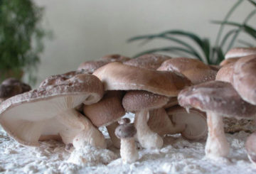 Champignons shiitake