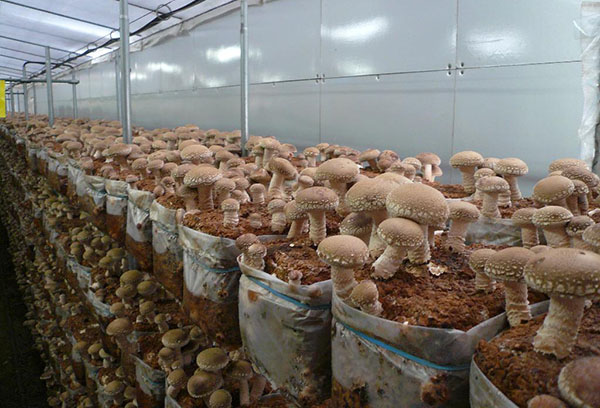 Cultiver des champignons shiitake