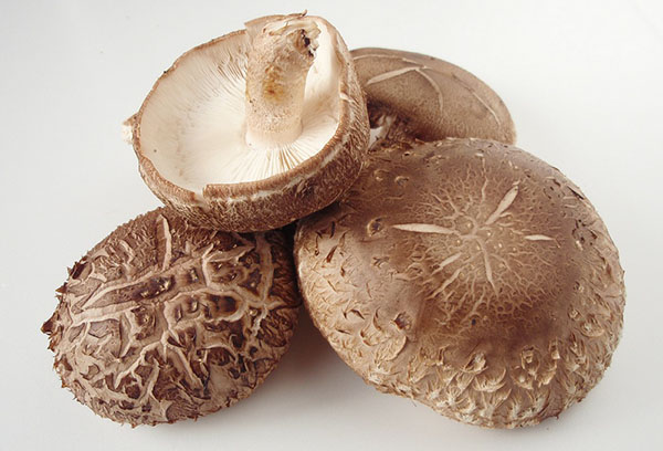 Champignons shiitake frais