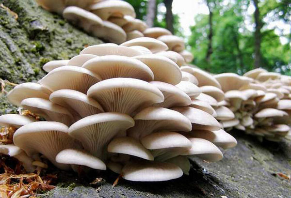 champignons Oyster