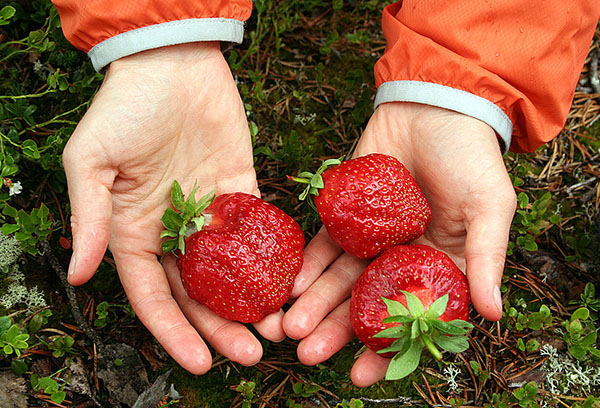 Gigantella aux fraises