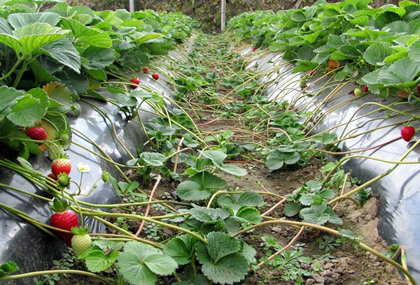 Propagation des fraises avec une moustache