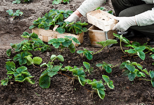 Planter des fraises