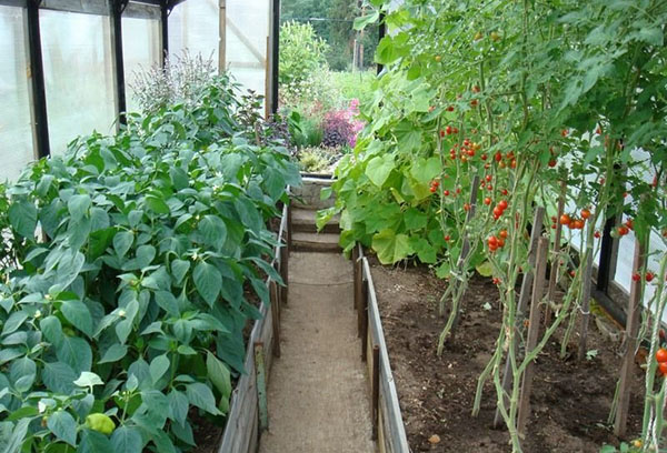 Poivrons et tomates dans la serre