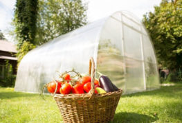 Récolte de légumes de serre