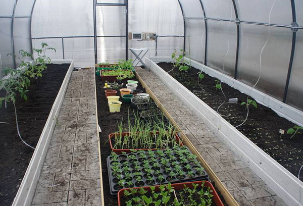 Planter des légumes dans la serre