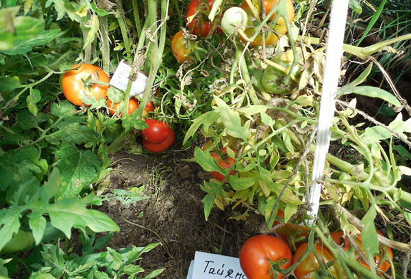 Les feuilles de tomate jaunissent