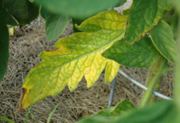 Feuille de tomate jaune