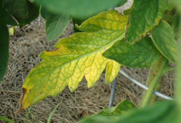 Feuille de tomate jaune