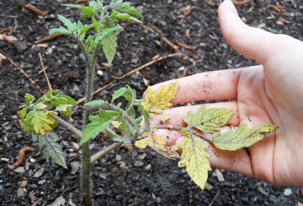 La feuille de la tomate est devenue jaune