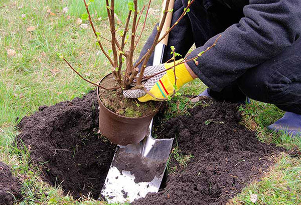 Planter un buisson de cassis