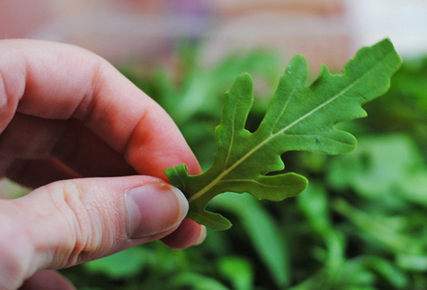 Arugula blad