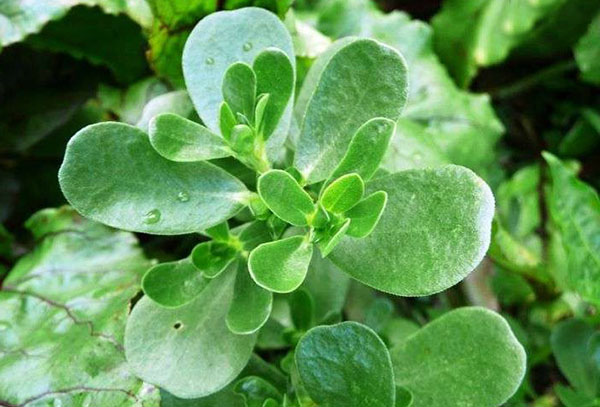 Vegetabilisk purslane