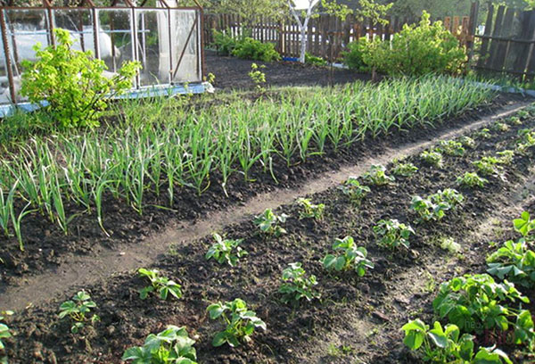 Oignons à côté de pommes de terre dans le jardin