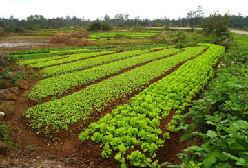 Salad và rau củ trong vườn