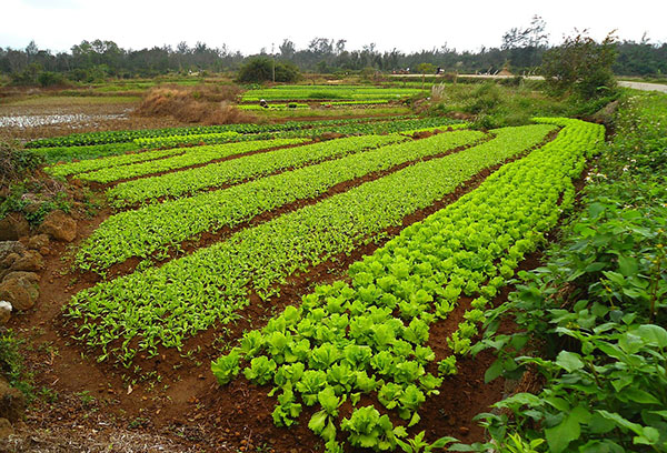 Salade et légumes racines dans le jardin