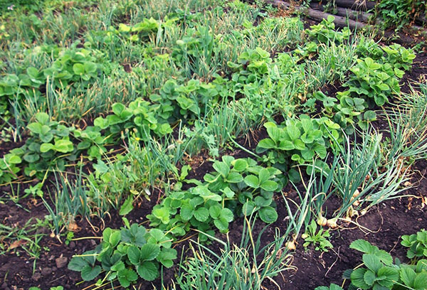 Parterres de fraises et de verdure