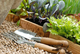 Planter des légumes