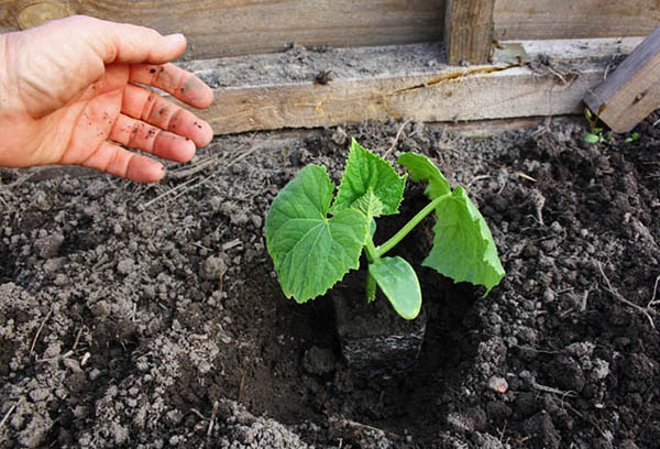 Planter des plants de concombre