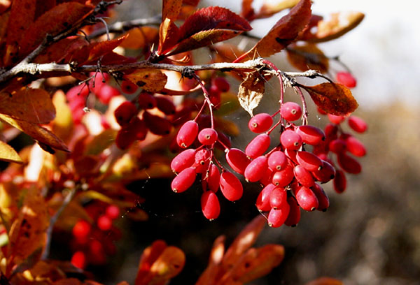 Barberry vào mùa thu