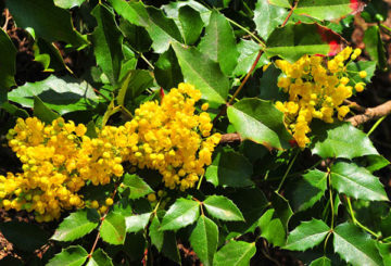 Blooming Mahonia