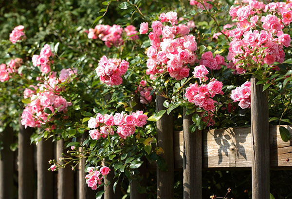 Roses du parc