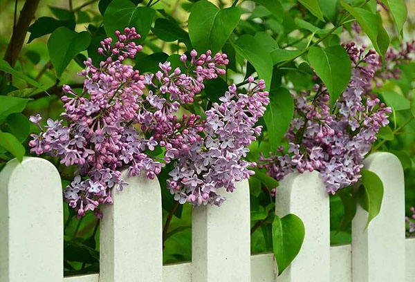 Lilas près de la clôture