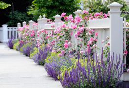 Jardin fleuri près de la clôture