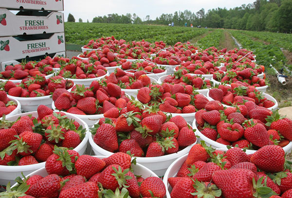 Récolte de fraises