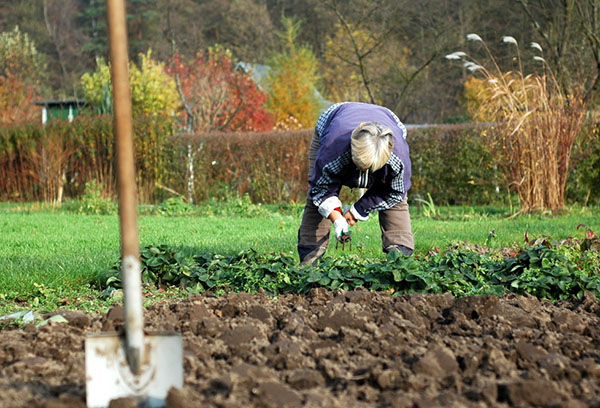 Travail du sol après les fraises