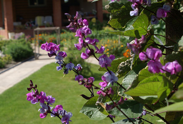 Haricots violets ornementaux