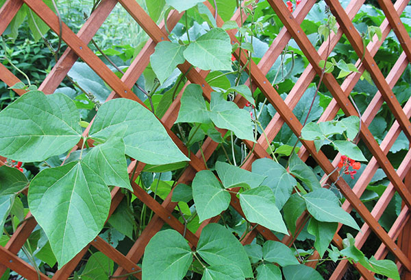 Haricots bouclés par la clôture