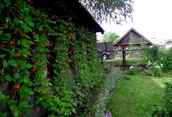 Haricots bouclés décoratifs au gazebo