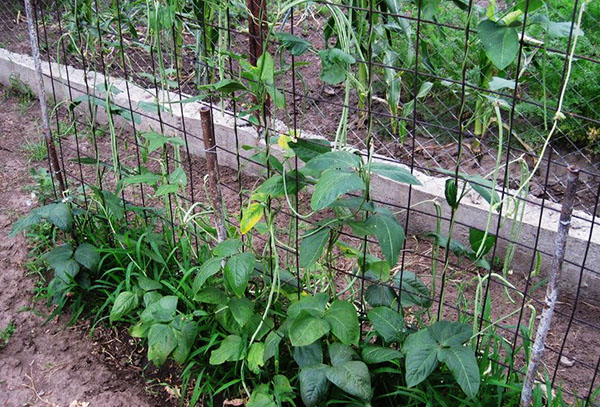 Cultiver des haricots d'asperges