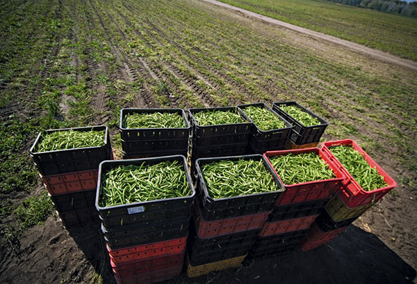 Récolter les asperges