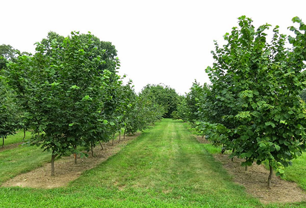 Jardin de noisettes