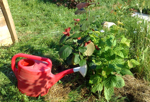 Arroser un plant de noisette